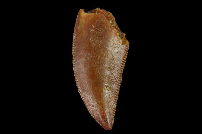 Serrated, Raptor Tooth - Real Dinosaur Tooth #133415